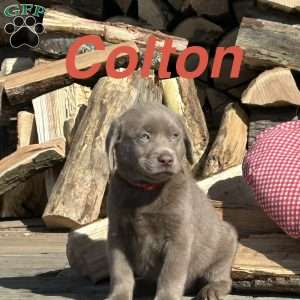 Colton, Silver Labrador Retriever Puppy